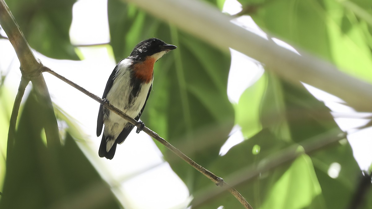 Red-chested Flowerpecker - ML612327969