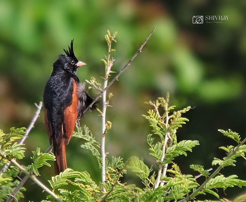 Crested Bunting - ML612328014