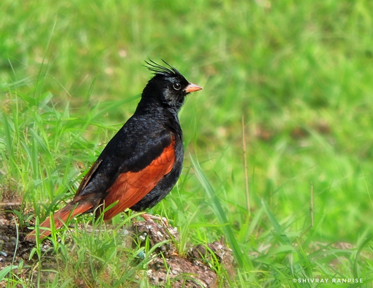 Crested Bunting - ML612328017