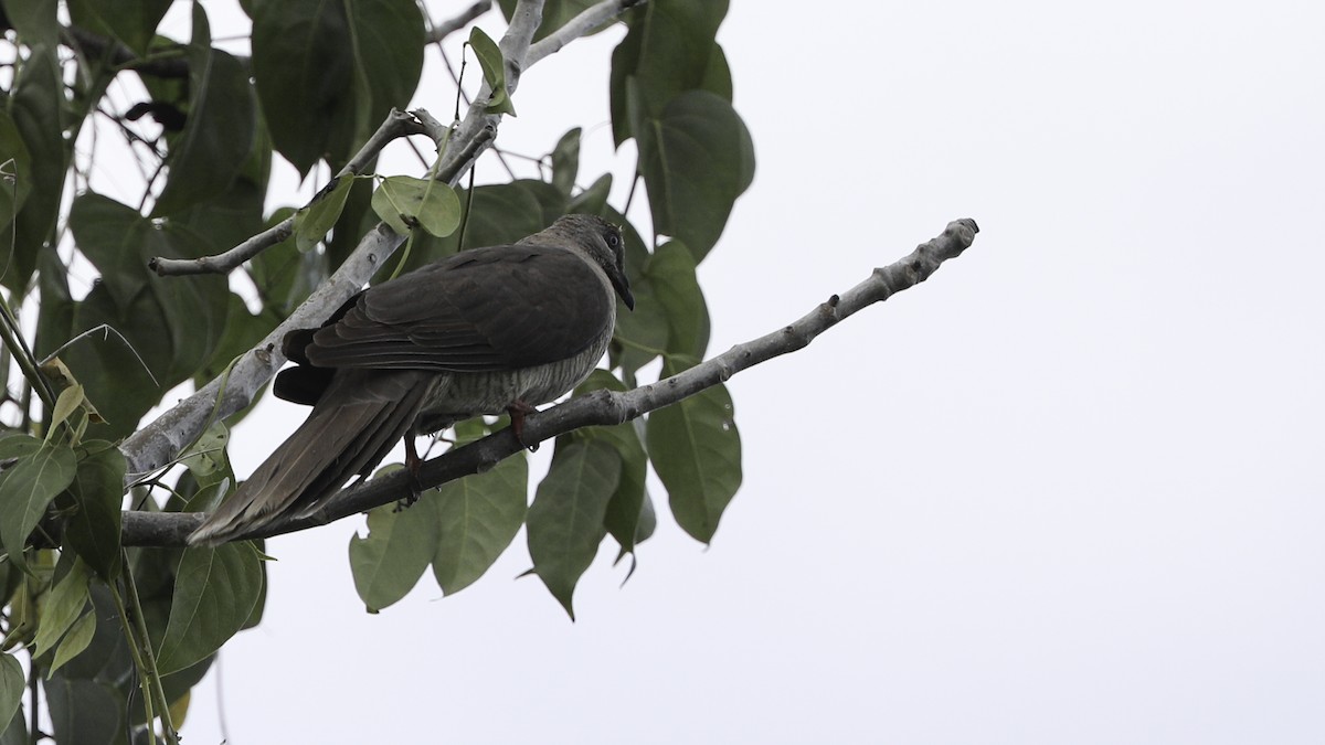 Flores Sea Cuckoo-Dove - ML612328068