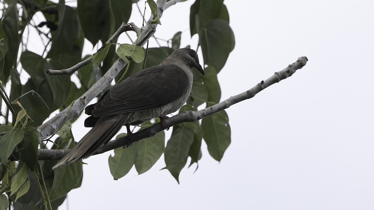 Flores Sea Cuckoo-Dove - ML612328069