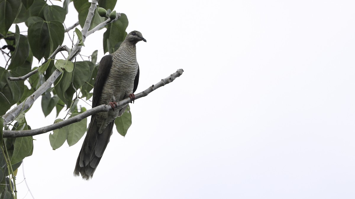 Flores Sea Cuckoo-Dove - ML612328070