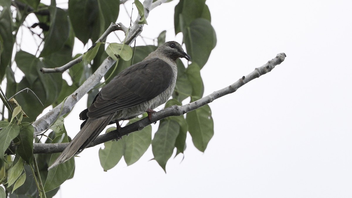 Flores Sea Cuckoo-Dove - ML612328071