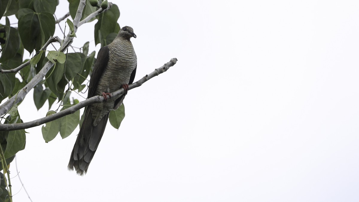Flores Sea Cuckoo-Dove - ML612328073