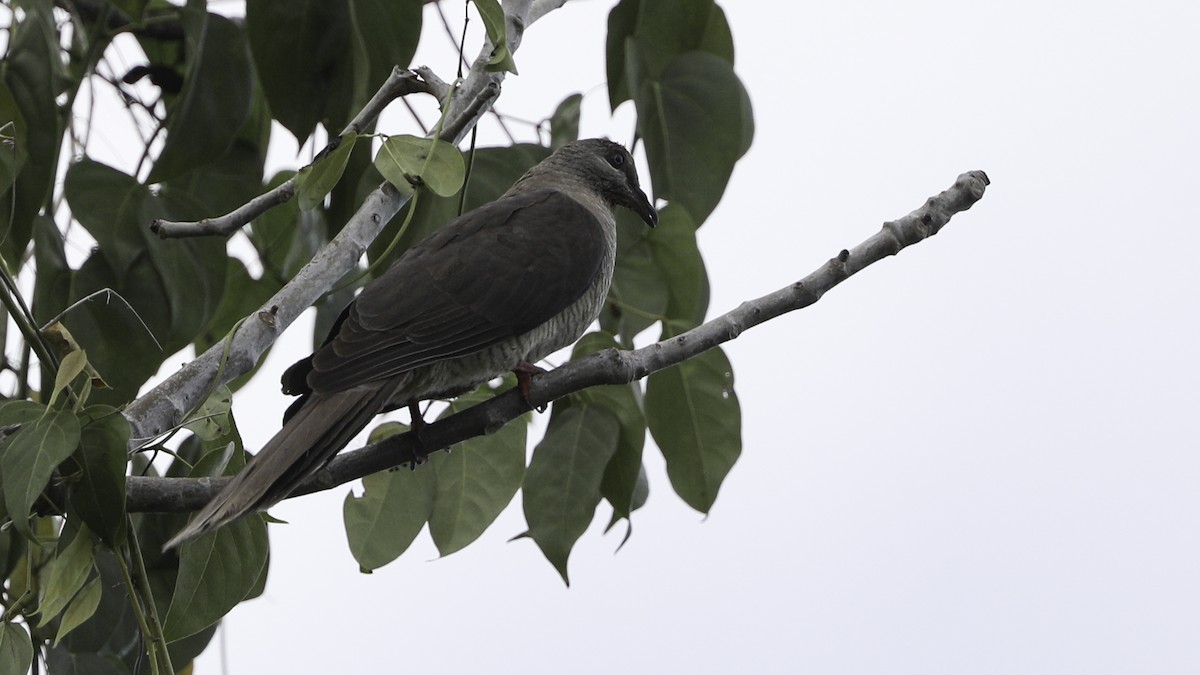 Flores Sea Cuckoo-Dove - ML612328074