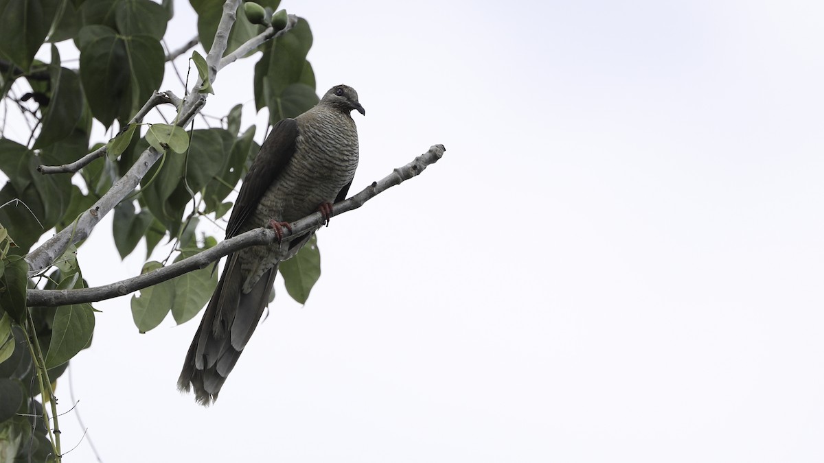 Flores Sea Cuckoo-Dove - ML612328075