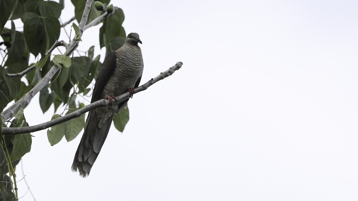 Flores Sea Cuckoo-Dove - ML612328076