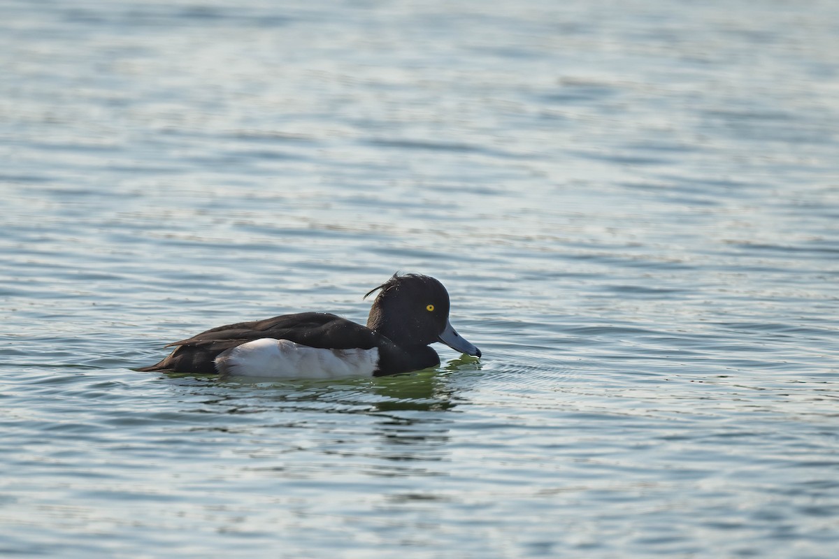 Tufted Duck - ML612328099