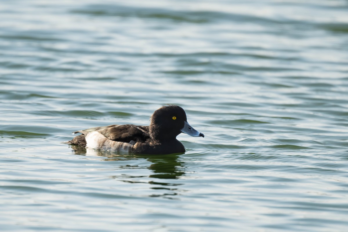 Tufted Duck - ML612328103
