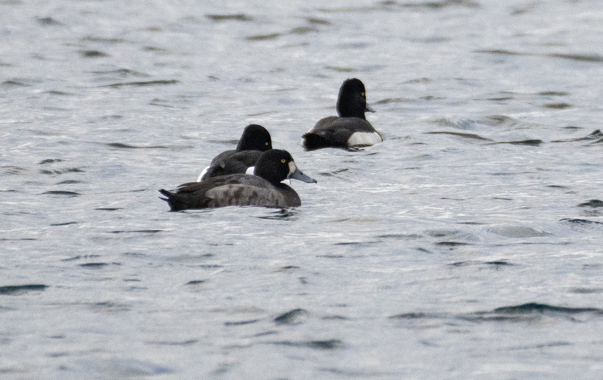 Greater Scaup - ML612328462