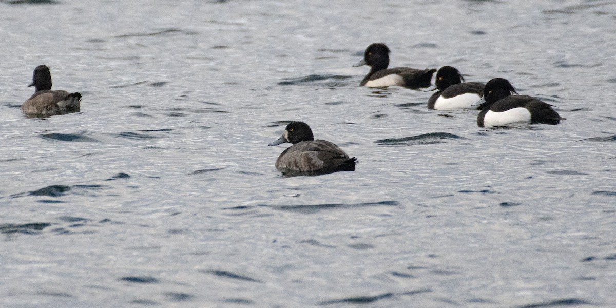 Greater Scaup - ML612328465
