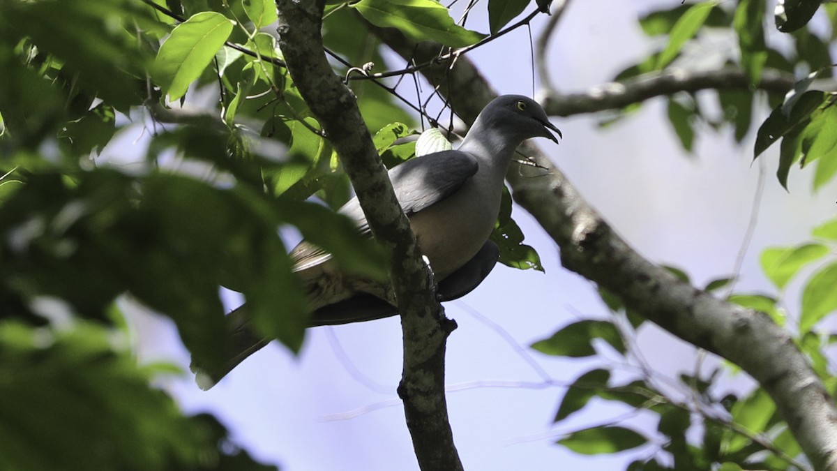 Тиморский плодовый голубь - ML612328513