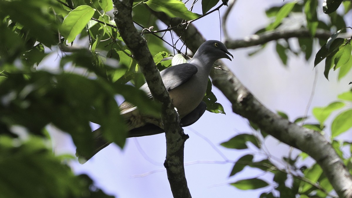 Timor Imperial-Pigeon - Robert Tizard
