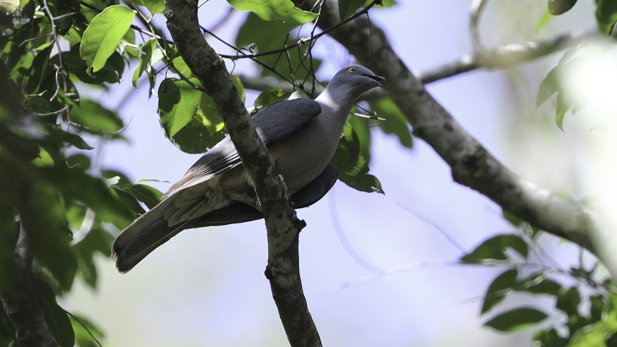 Timor Imperial-Pigeon - ML612328516