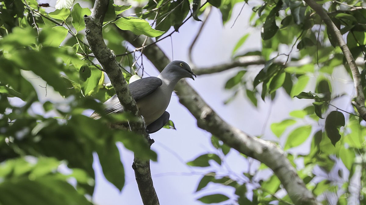 Тиморский плодовый голубь - ML612328517