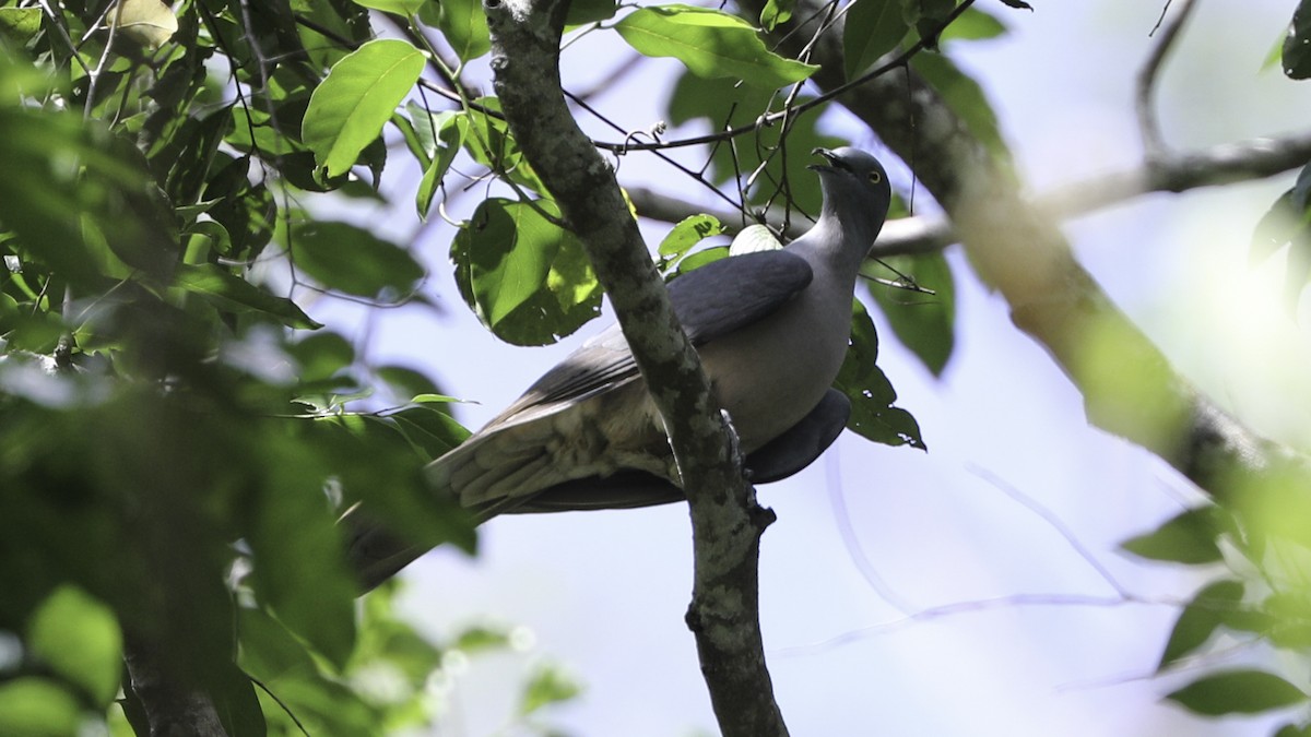 Тиморский плодовый голубь - ML612328555