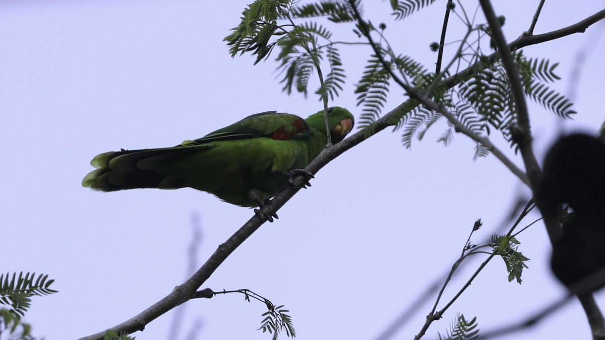 Olive-shouldered Parrot - Robert Tizard