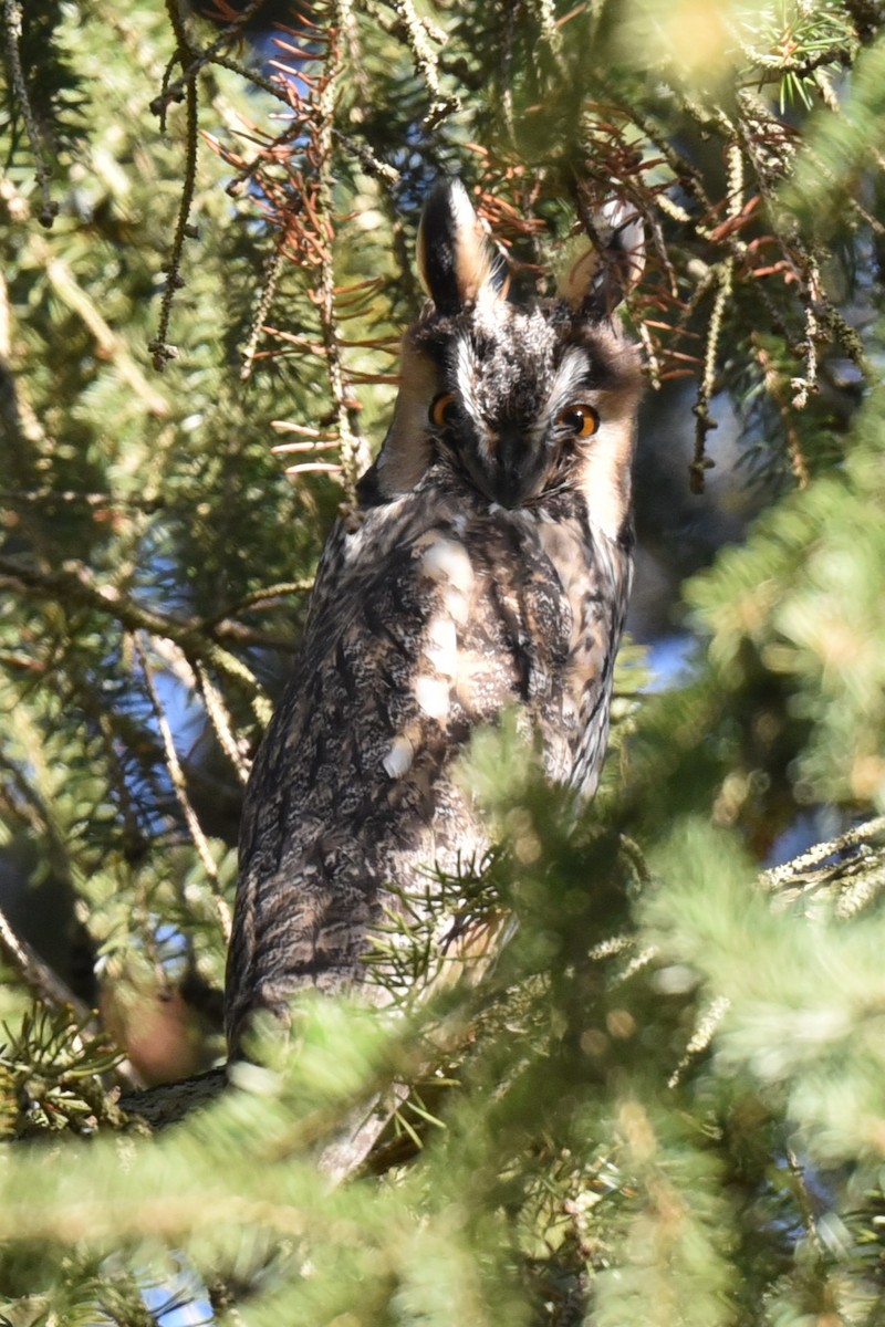 Long-eared Owl - ML612328745