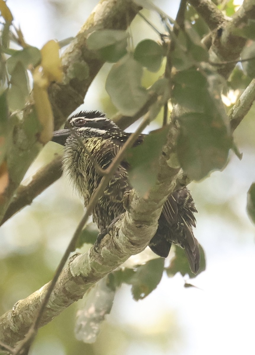 Hairy-breasted Barbet - ML612328754