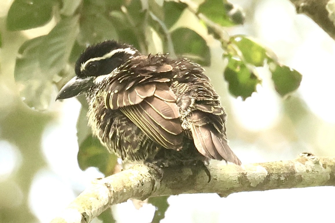 Hairy-breasted Barbet - ML612328755