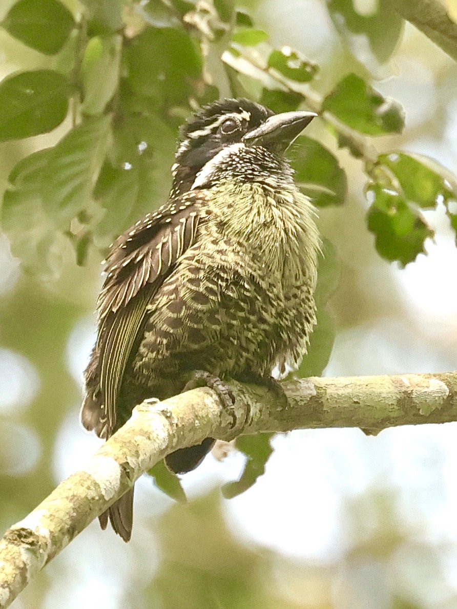 Hairy-breasted Barbet - ML612328756