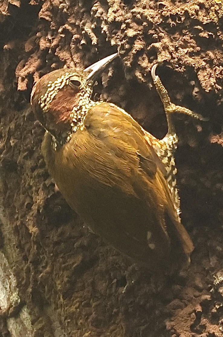Brown-eared Woodpecker - ML612328761