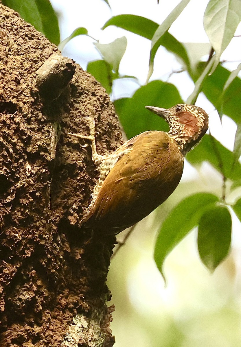 Brown-eared Woodpecker - ML612328763