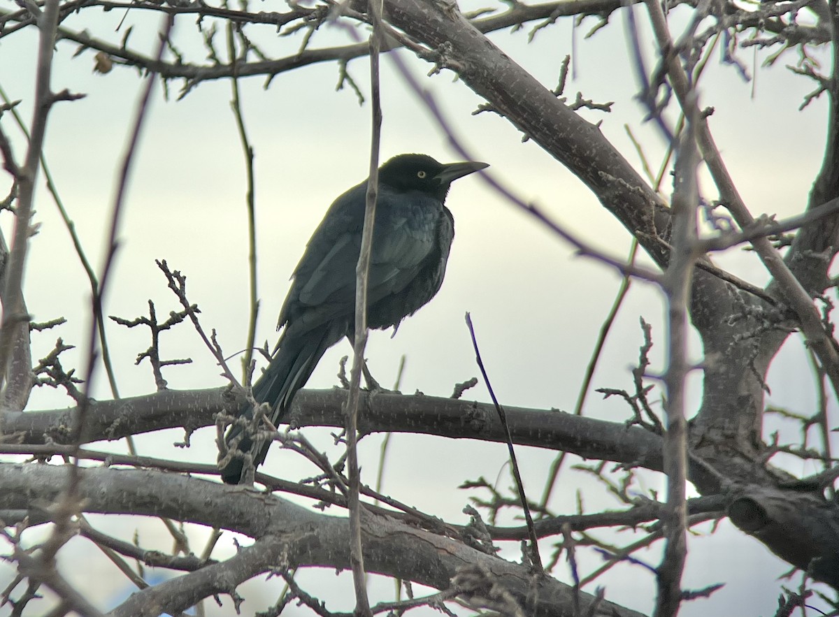 Great-tailed Grackle - ML612328910