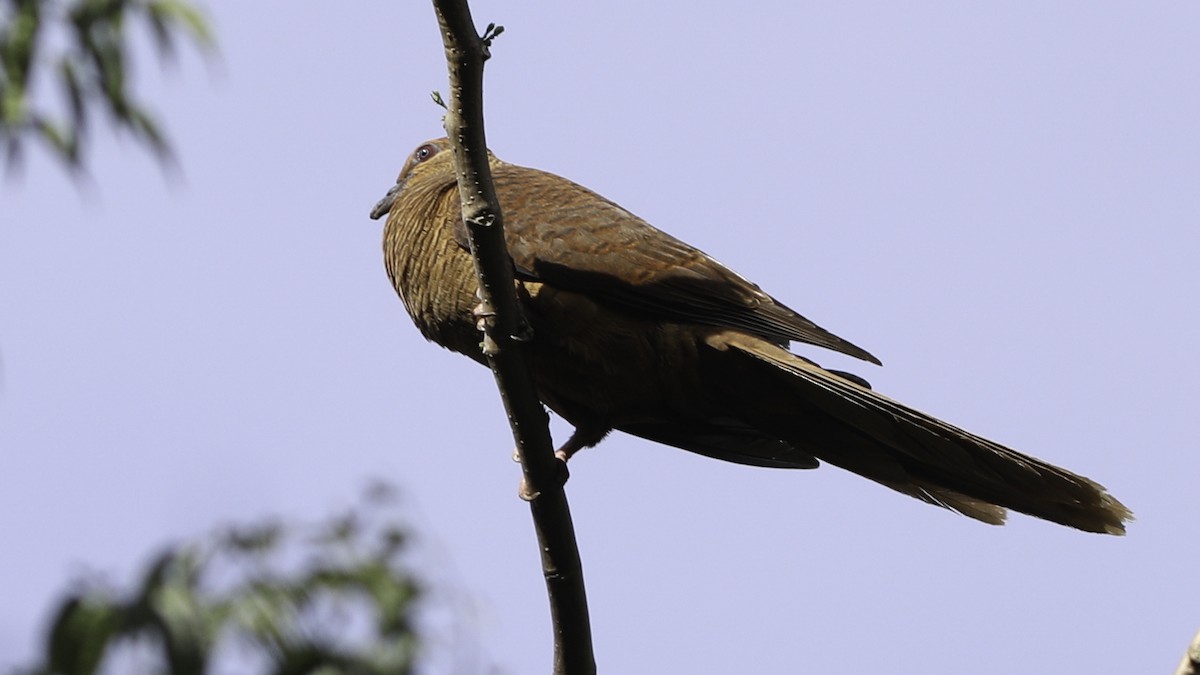 Timor Cuckoo-Dove - ML612329099