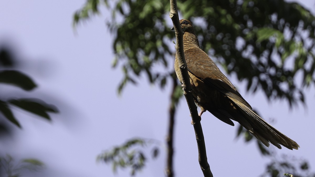 Timor Cuckoo-Dove - ML612329100