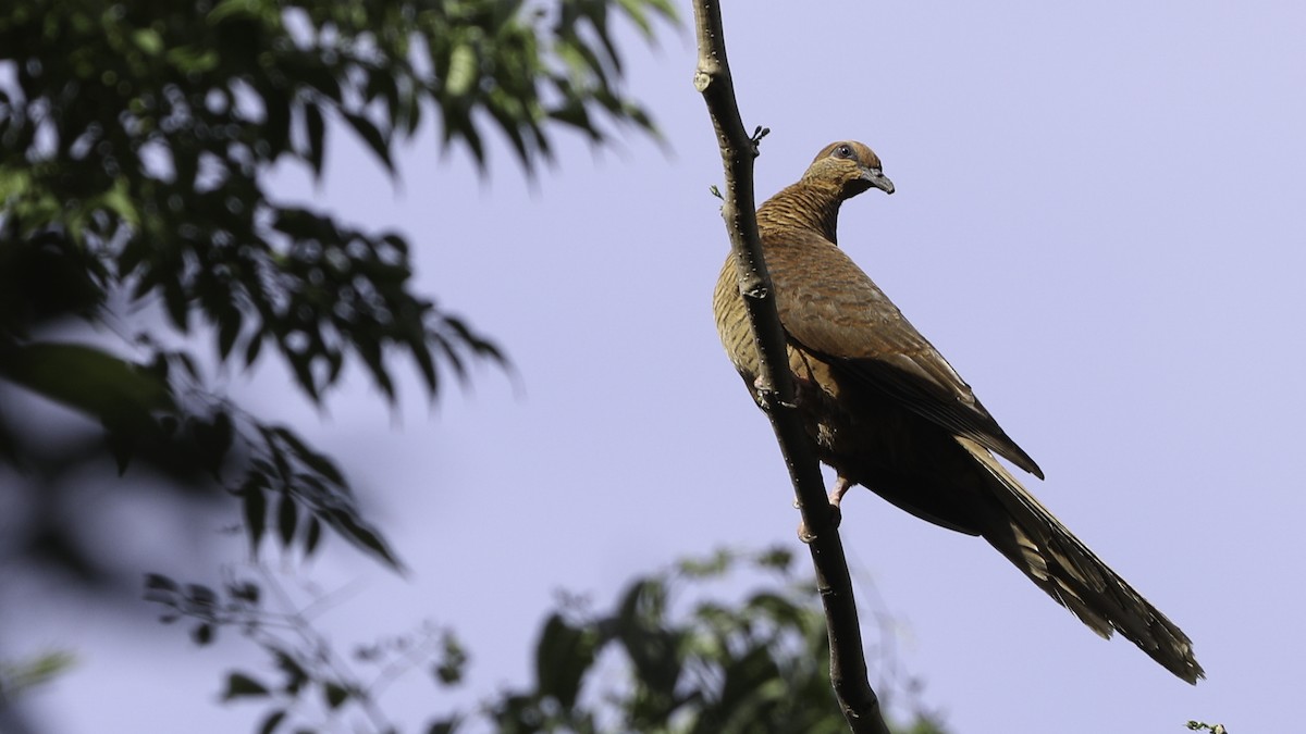 Timor Cuckoo-Dove - ML612329106
