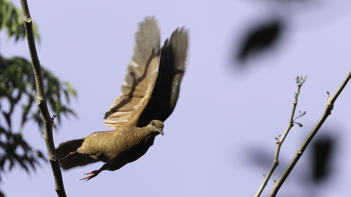 Timor Cuckoo-Dove - Robert Tizard