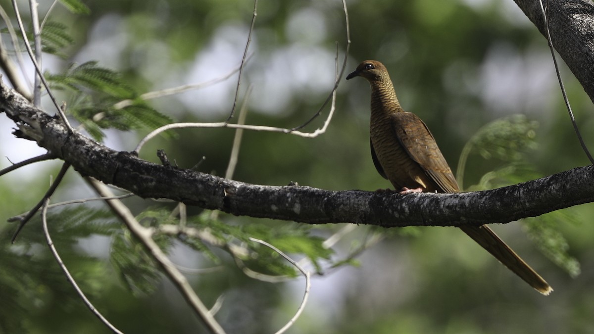 Timor Cuckoo-Dove - Robert Tizard