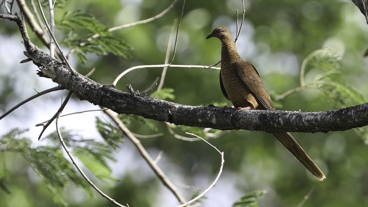 Timor Cuckoo-Dove - ML612329133