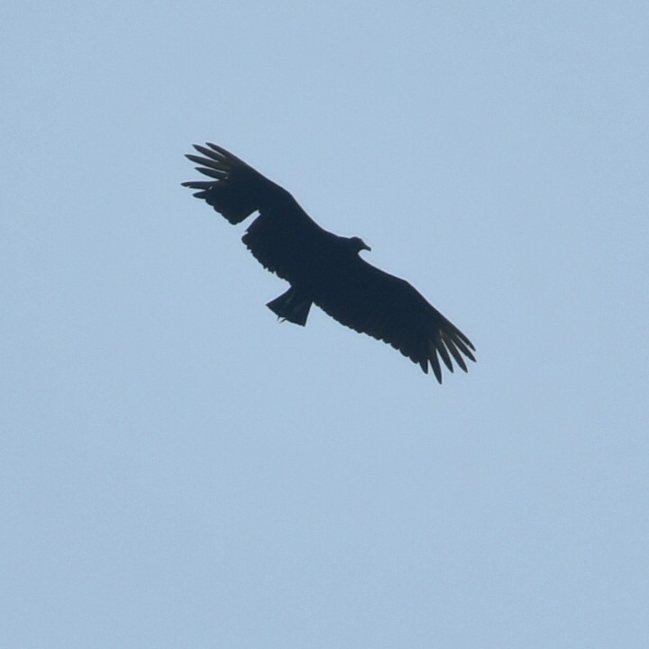 Black Vulture - ML612329535