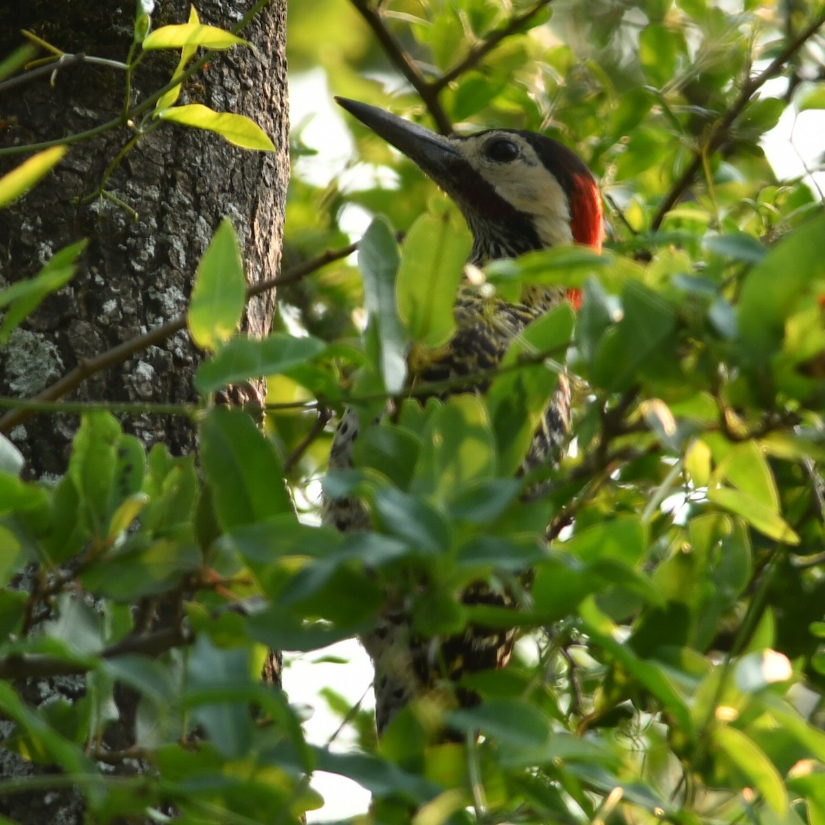 Green-barred Woodpecker - ML612329540