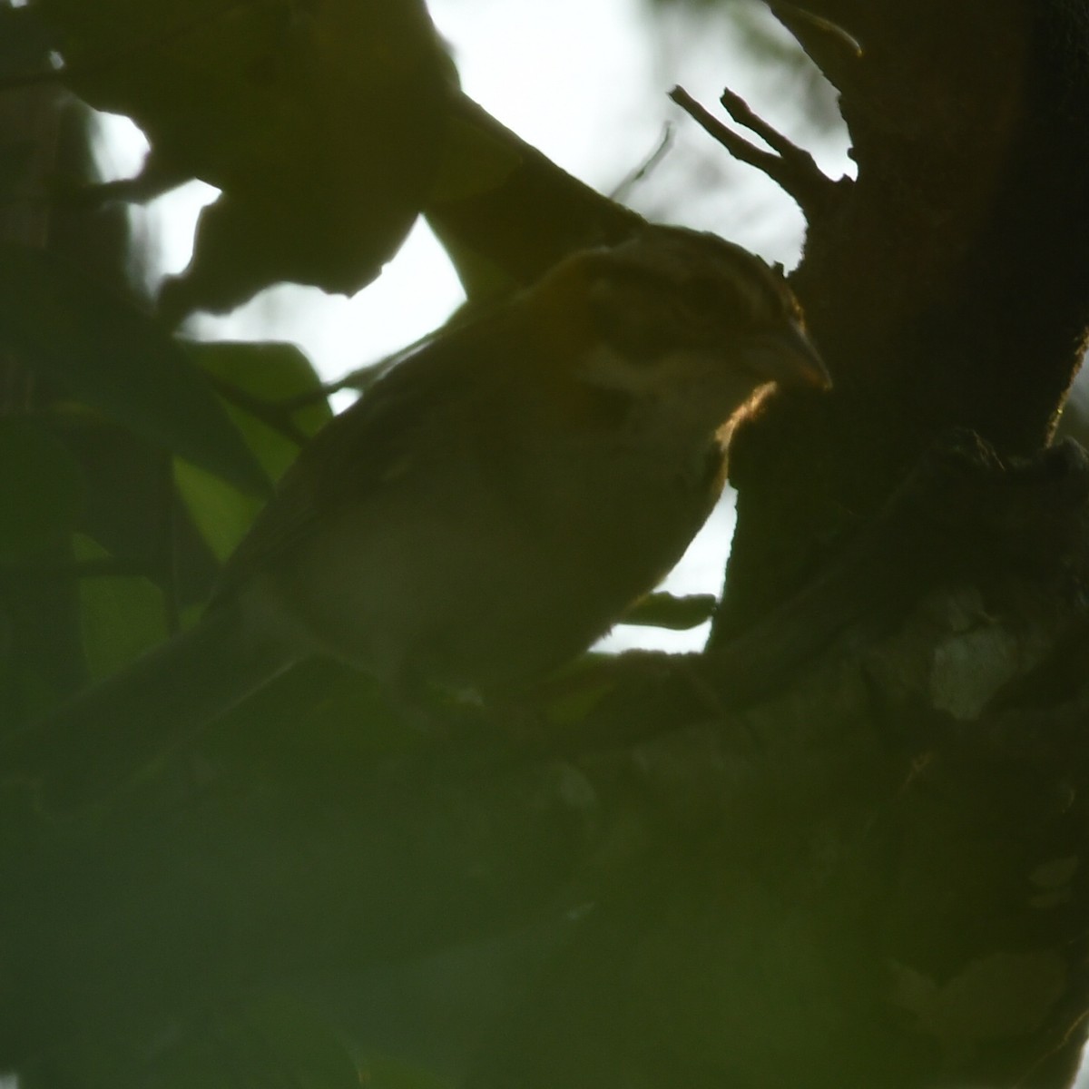 Rufous-collared Sparrow - ML612329620