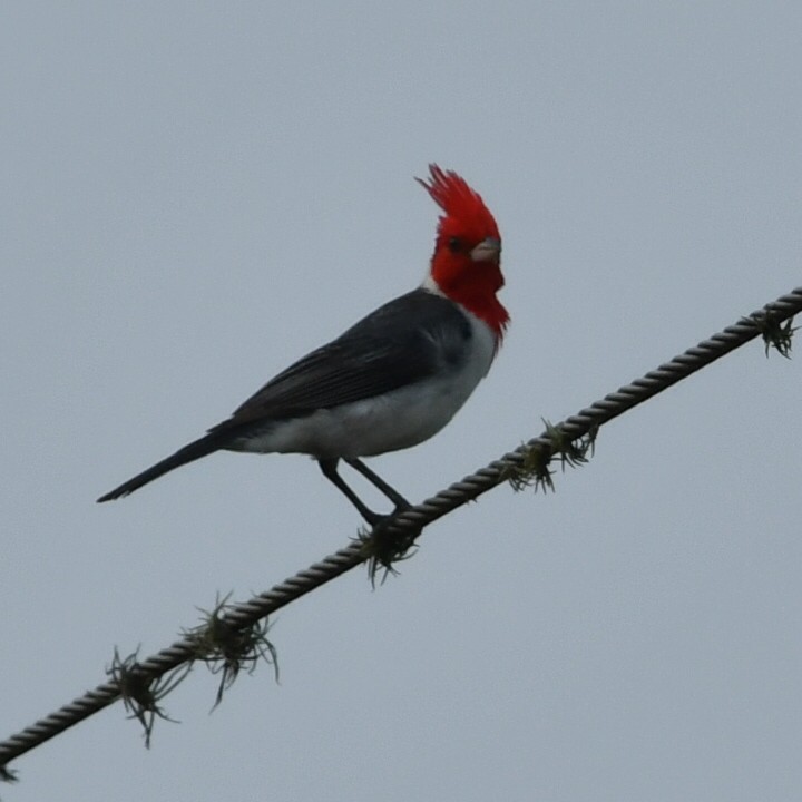 Red-crested Cardinal - ML612329632