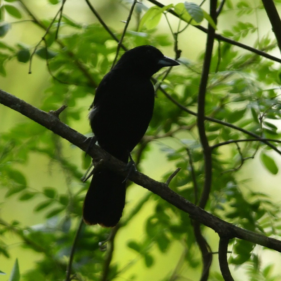 White-lined Tanager - ML612329643