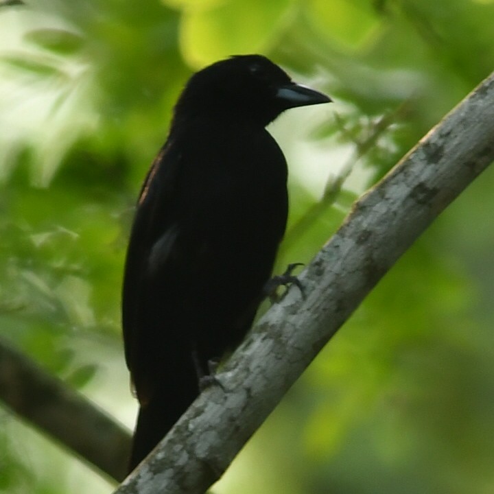 White-lined Tanager - ML612329647