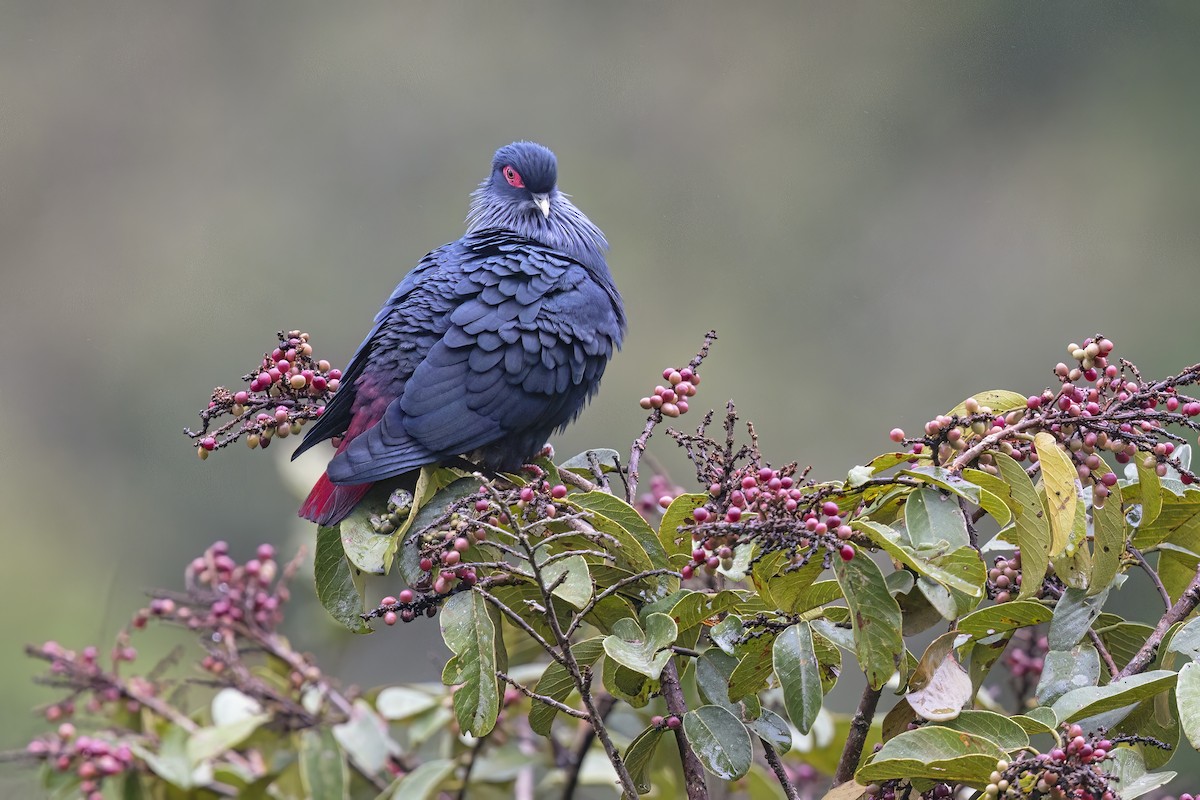 Madagascar Blue-Pigeon - ML612329648