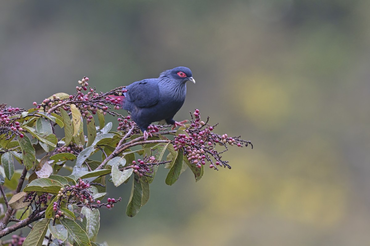Madagascar Blue-Pigeon - ML612329649