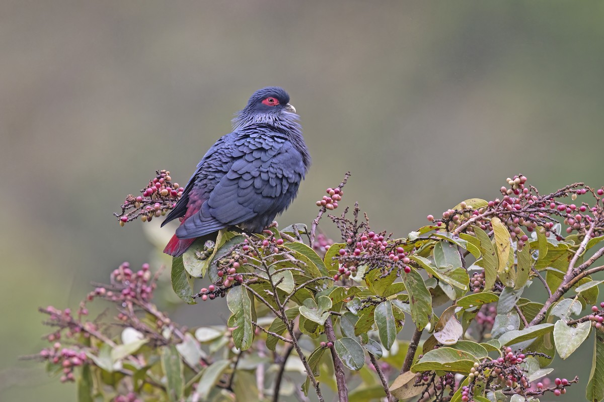 Madagascar Blue-Pigeon - ML612329650