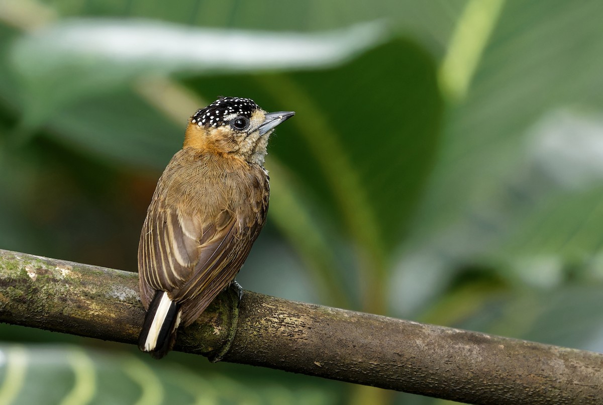 Ochre-collared Piculet - Alexandre Gualhanone