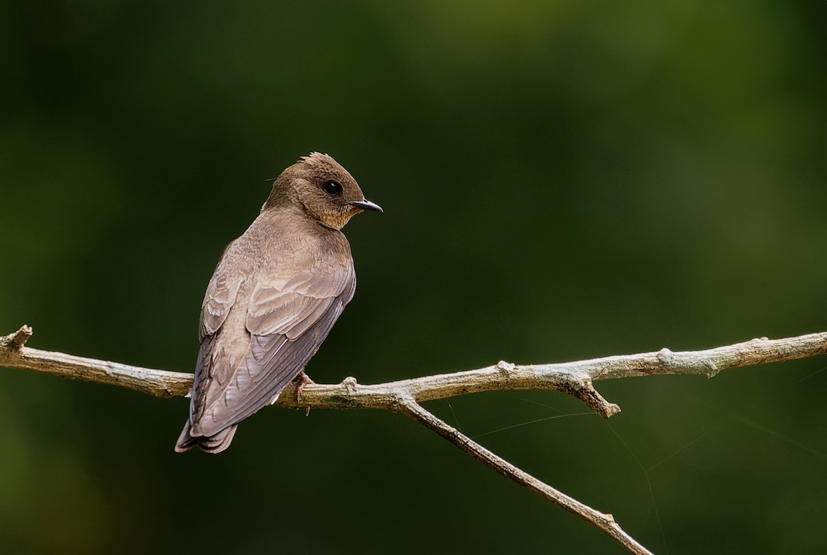 Southern Rough-winged Swallow - Alexandre Gualhanone