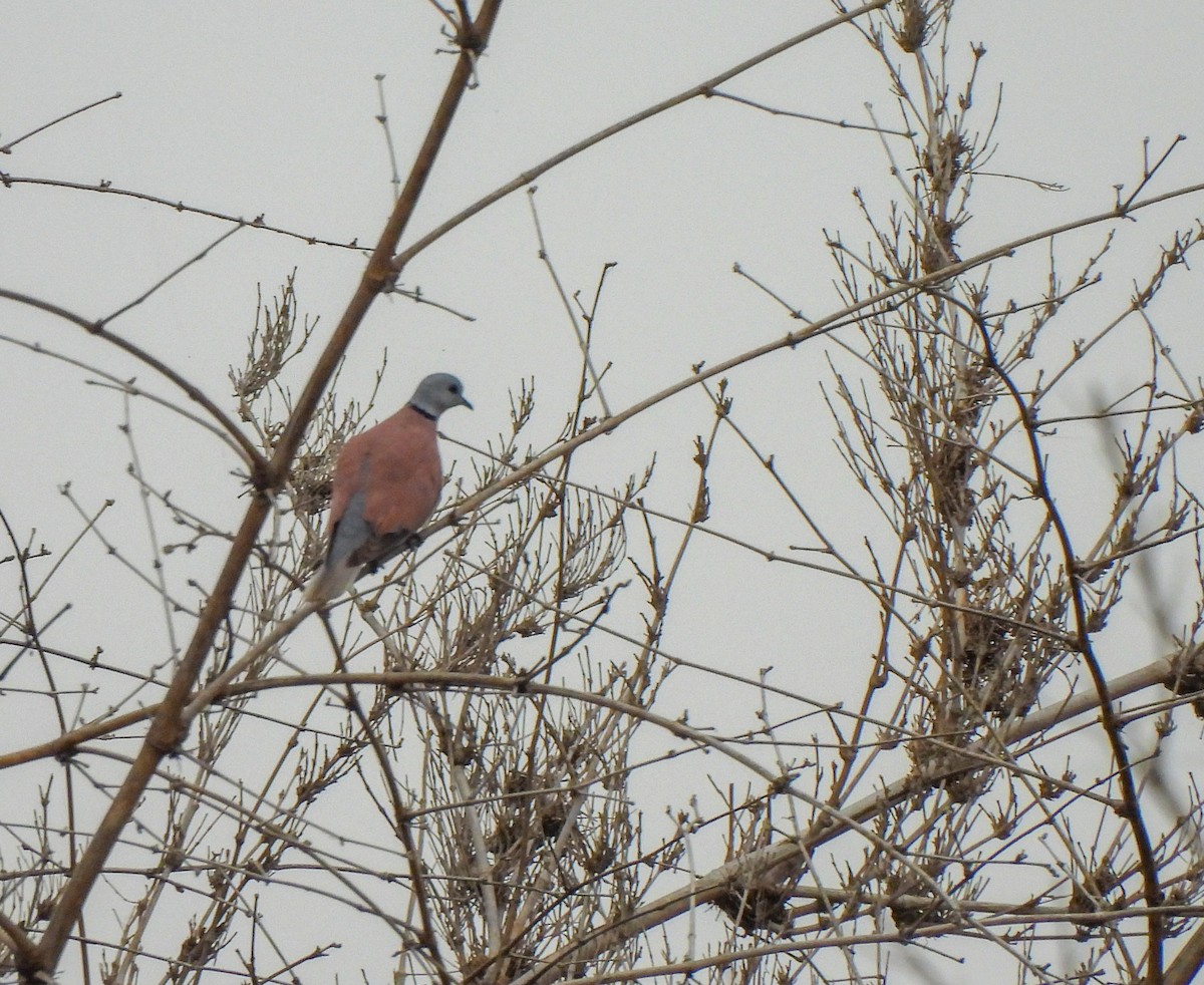 Red Collared-Dove - ML612330113