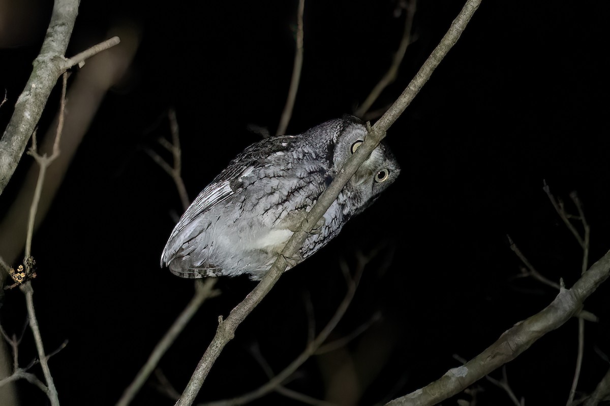 Eastern Screech-Owl - ML612330236