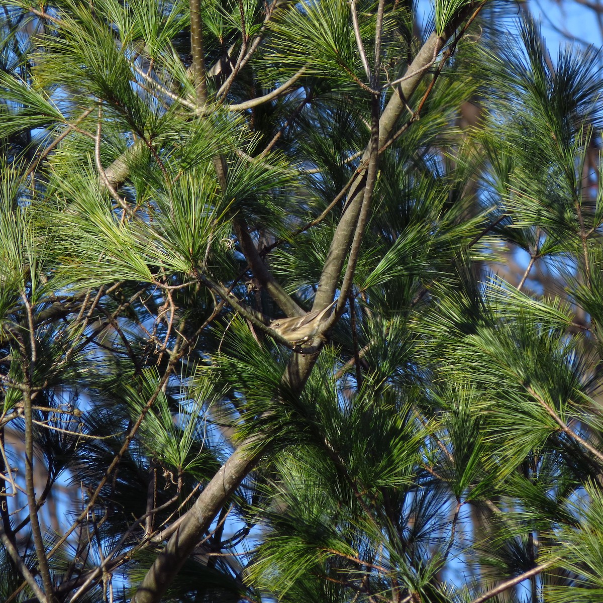 Pine Warbler - ML612330463