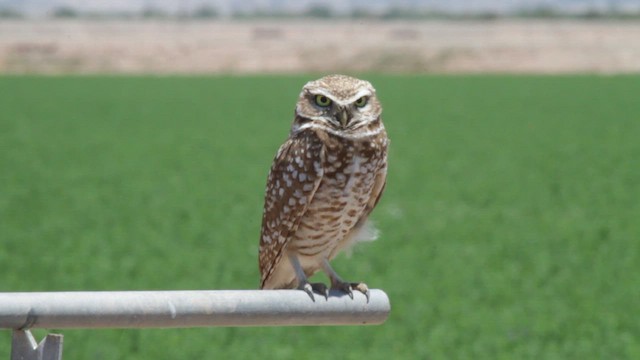 Burrowing Owl (Western) - ML612330465