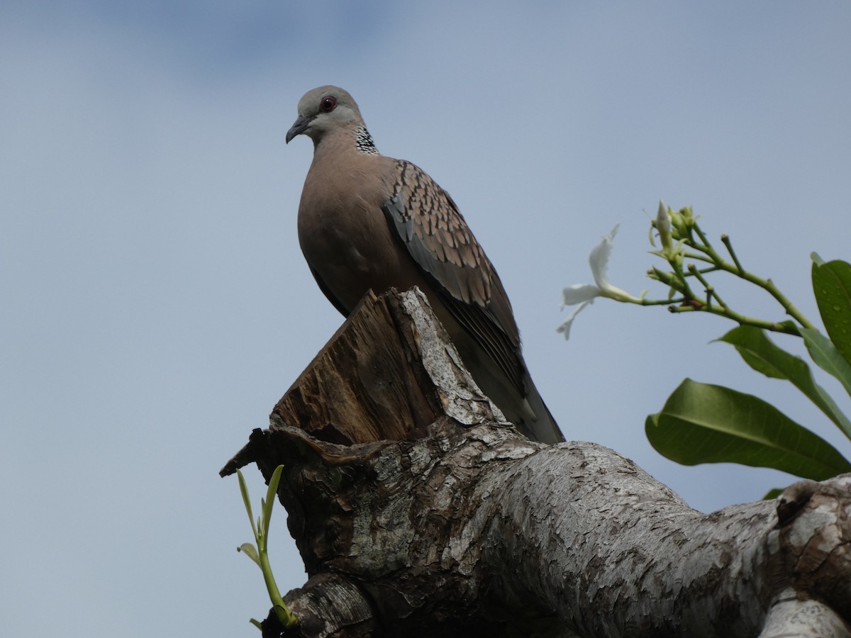 Spotted Dove - ML612330545